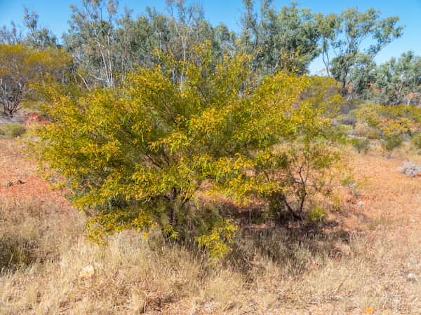 Acacia victoriae photo