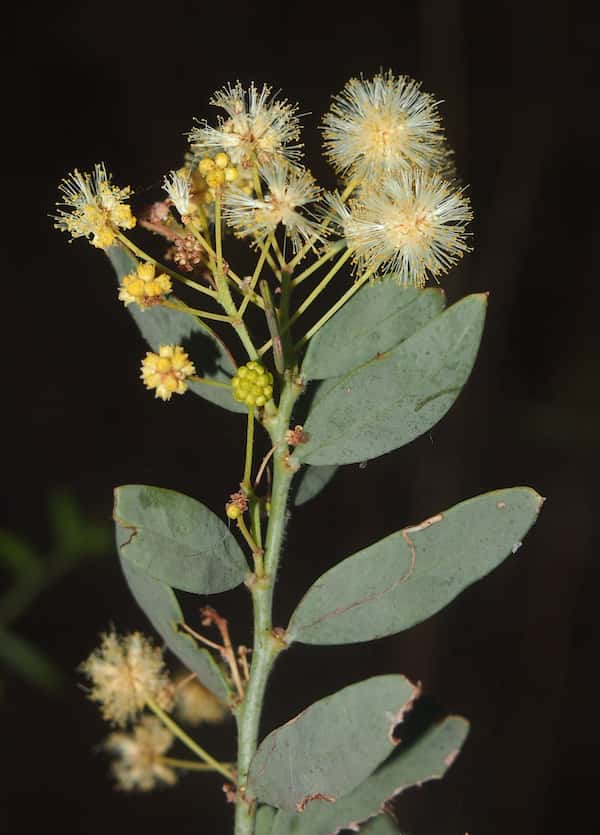Acacia victoriae photo