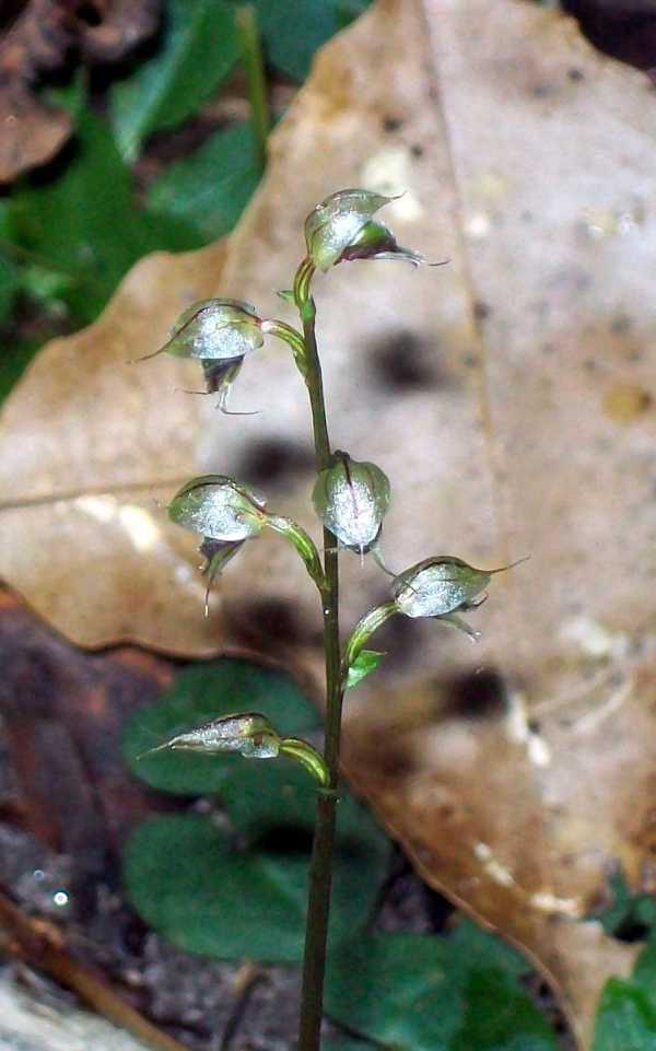 Acianthus fornicatus photo