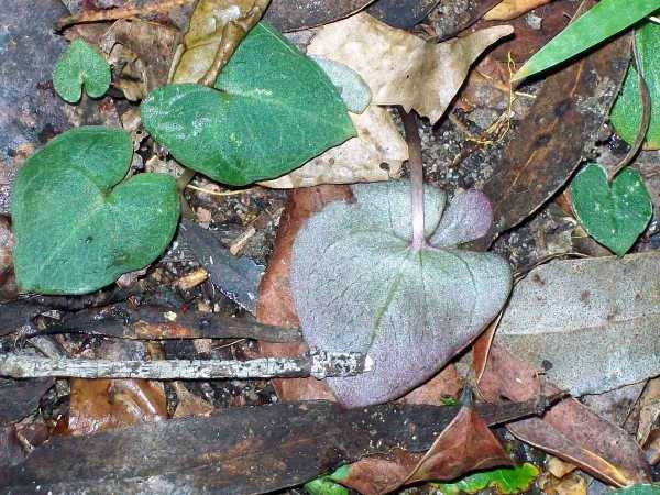 Acianthus fornicatus photo