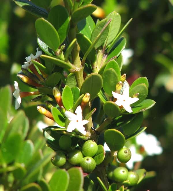 Alyxia buxifolia photo
