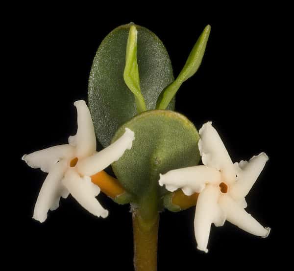 Alyxia buxifolia photo