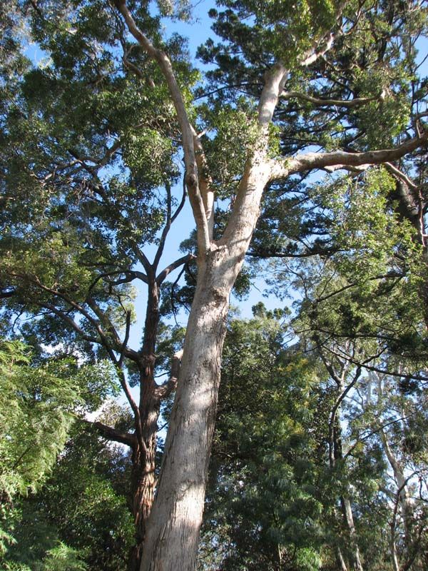 Angophora floribunda photo