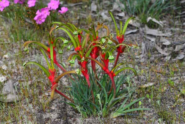 Anigozanthos bicolor photo