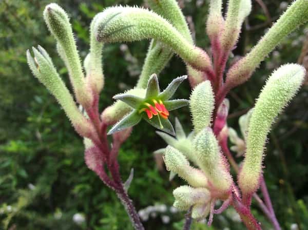 Anigozanthos flavidus photo