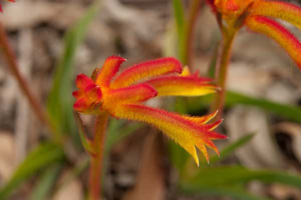 Anigozanthos humilis photo