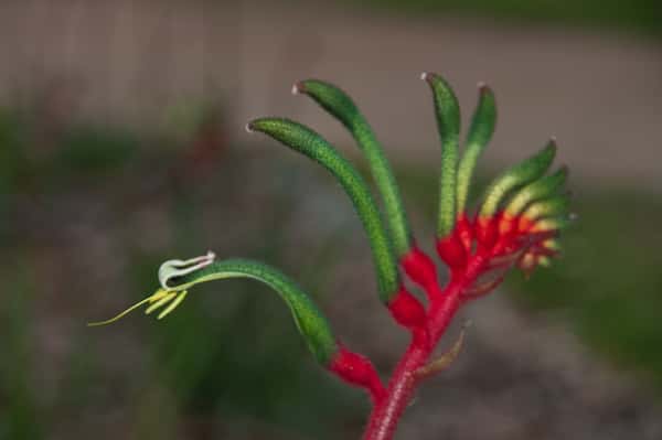 Anigozanthos manglesii photo