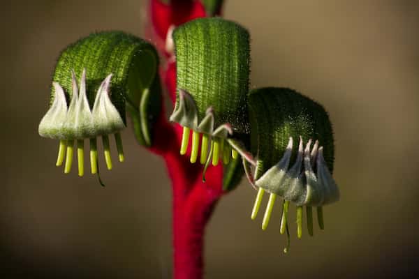 Anigozanthos manglesii photo