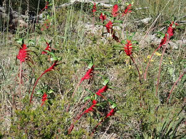 Anigozanthos manglesii photo