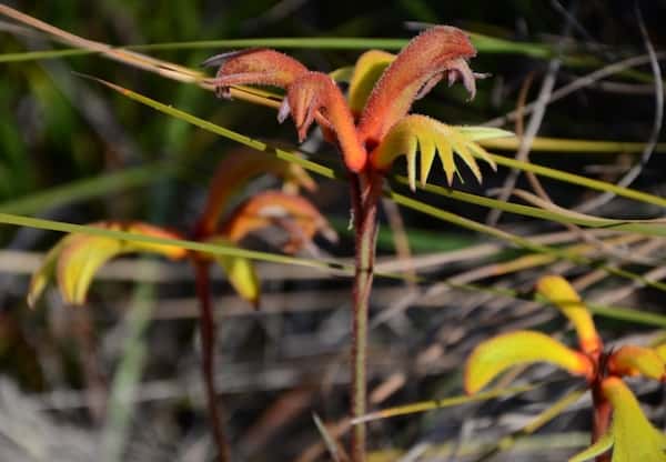 Anigozanthos preissii photo