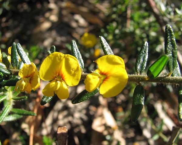 Aotus ericoides photo