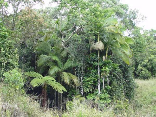 Archontophoenix myolensis photo