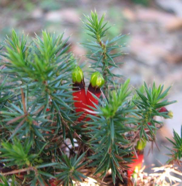 Astroloma foliosum photo