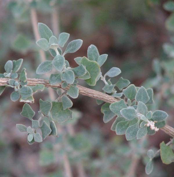 Atriplex amnicola photo