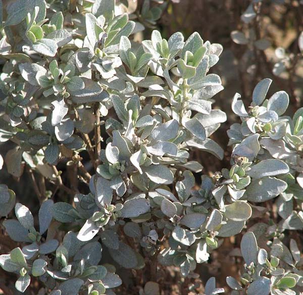 Atriplex vesicaria photo