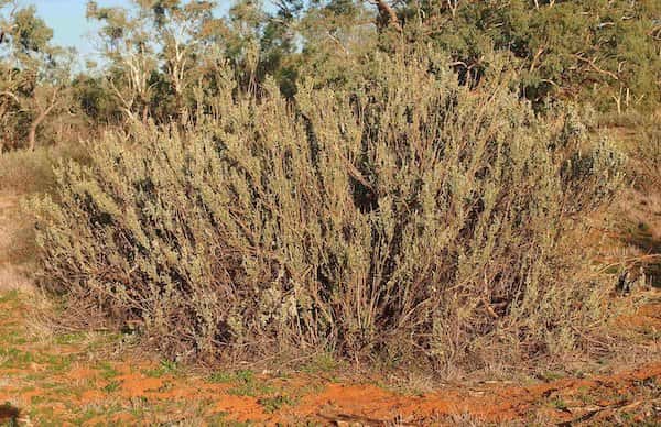 Atriplex nummularia photo