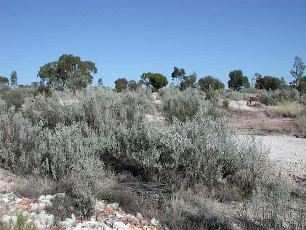 Atriplex nummularia photo