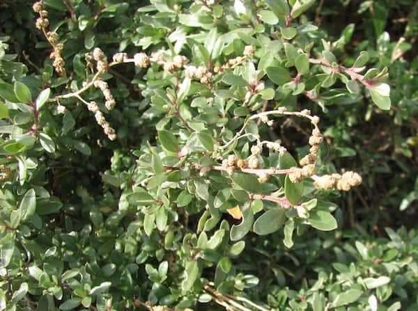 Atriplex paludosa photo