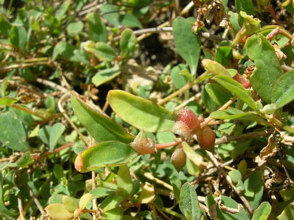 Atriplex semibaccata photo