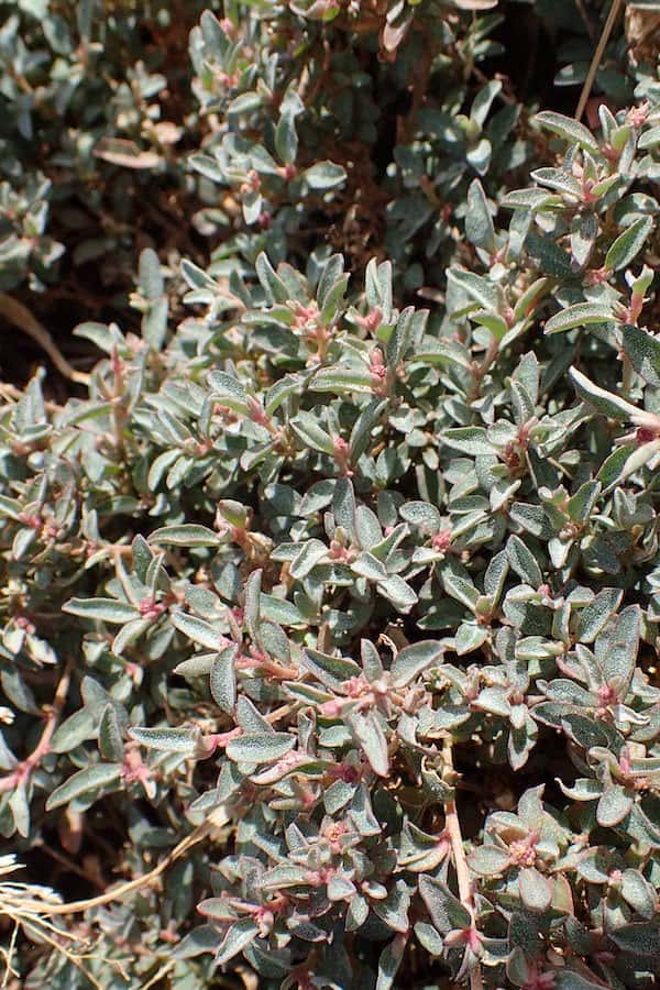 Atriplex semibaccata photo