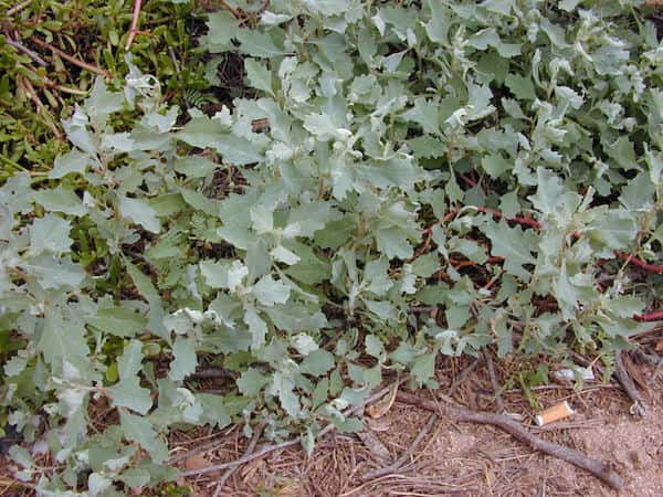 Atriplex suberecta photo