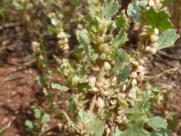 Atriplex suberecta photo