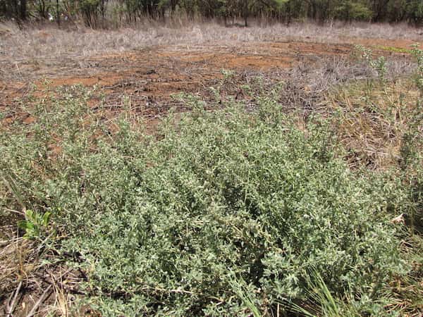 Atriplex suberecta photo