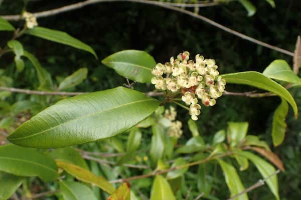 Backhousia citriodora photo