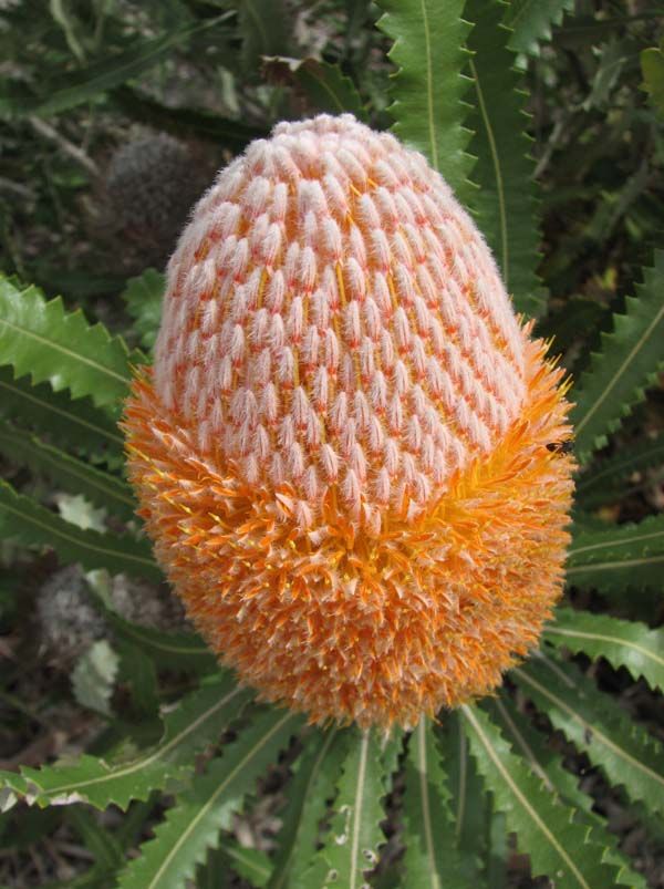 Banksia burdettii photo