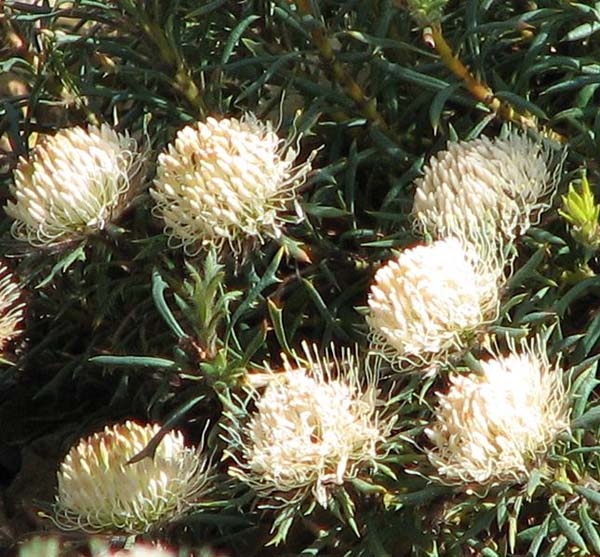 Banksia carlinoides photo