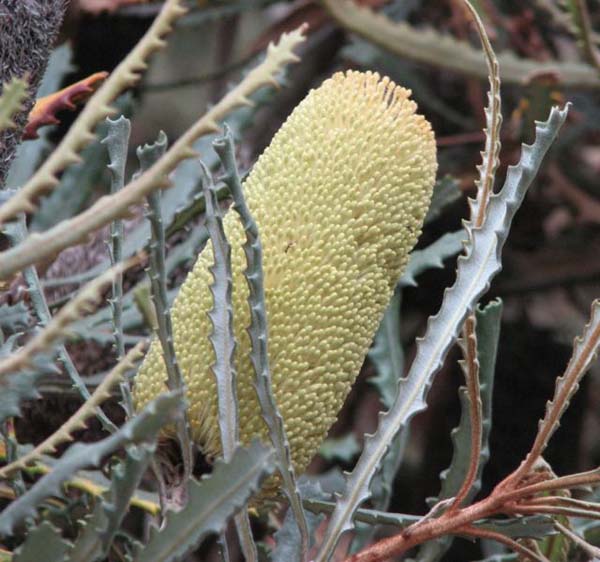 Banksia pilostylis photo