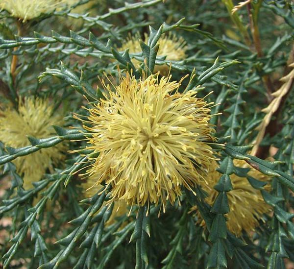 Banksia polycephala photo