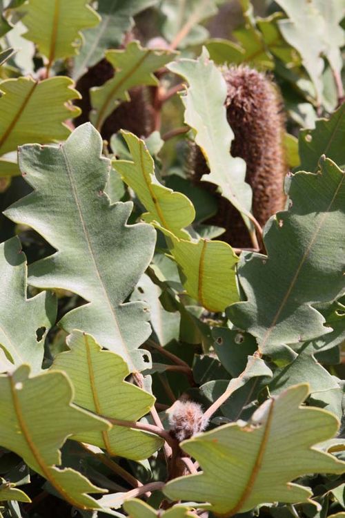 Banksia solandri photo