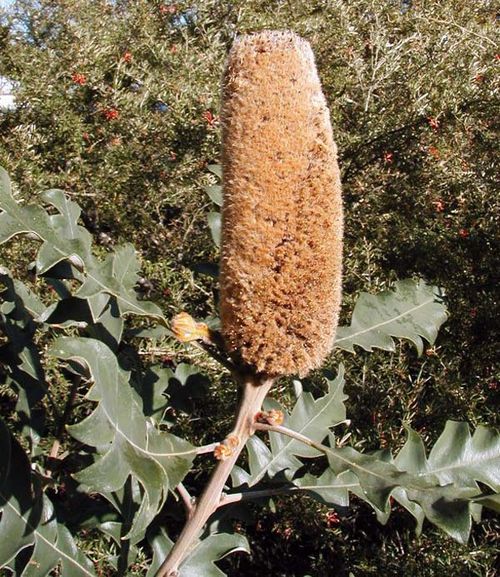 Banksia solandri photo