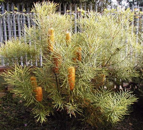 Banksia spinulosa 'Carnarvon Gold' photo