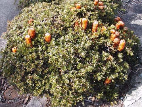 Banksia spinulosa 'Coastal Cushion' photo