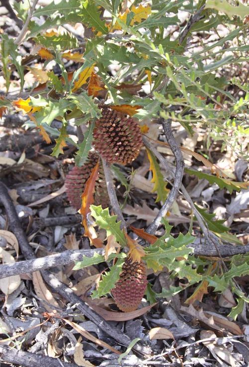 Banksia aculeata photo