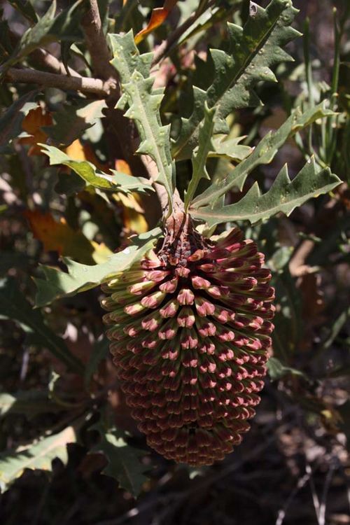 Banksia aculeata photo