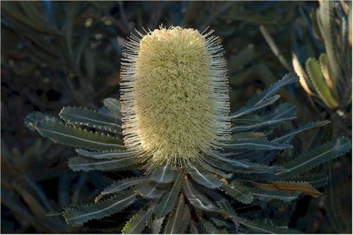 Banksia aemula photo