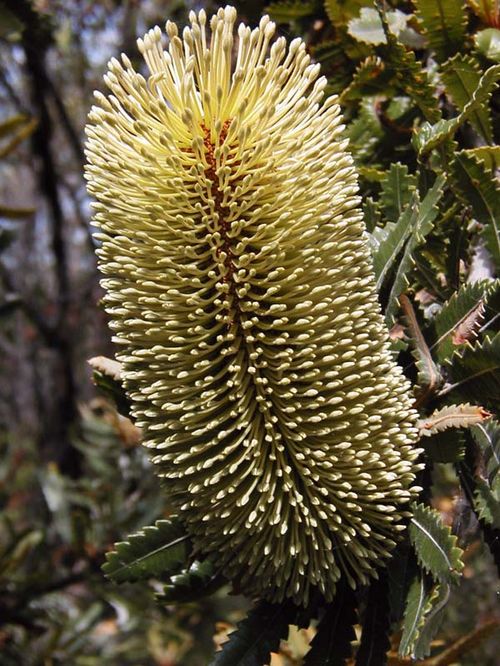 Banksia aemula photo