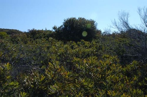 Banksia aemula photo