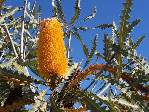 Banksia ashbyi photo