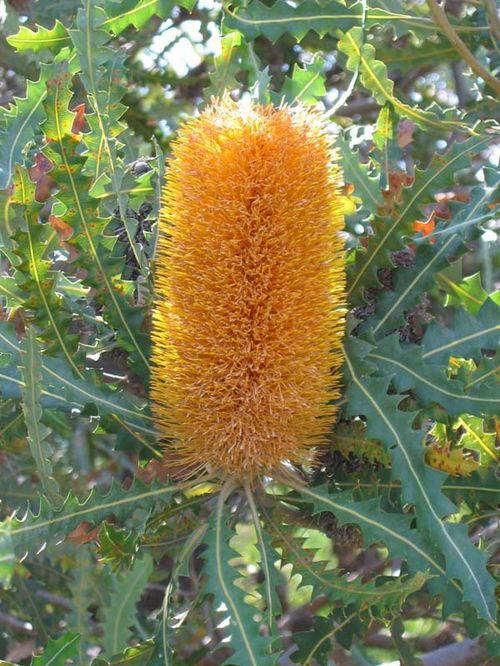 Banksia ashbyi photo