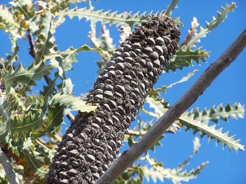 Banksia ashbyi photo