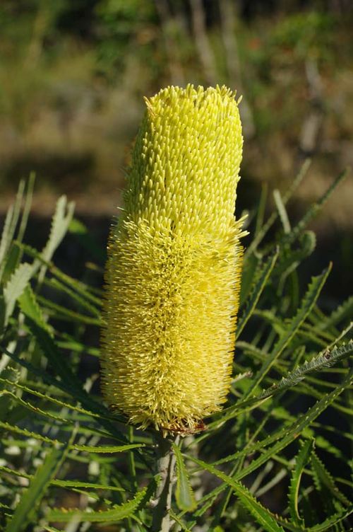 Banksia attenuata photo