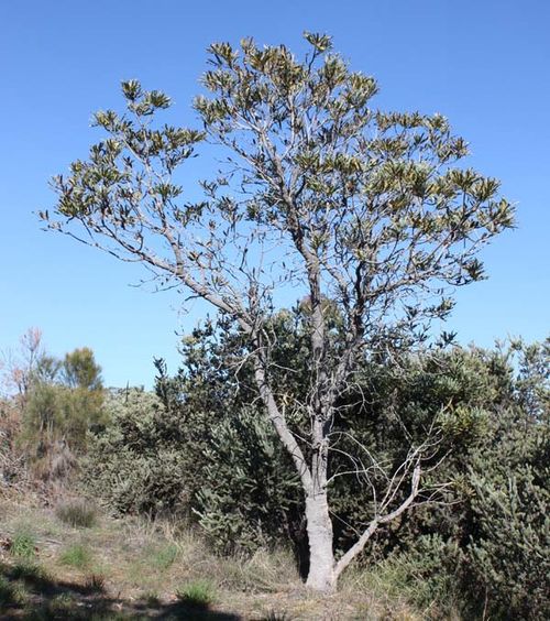Banksia attenuata photo