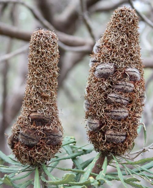 Banksia attenuata photo