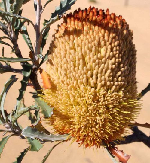 Banksia audax photo