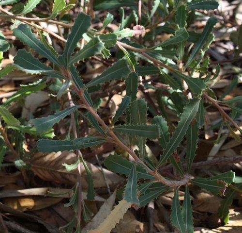 Banksia audax photo