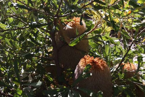 Banksia baueri photo